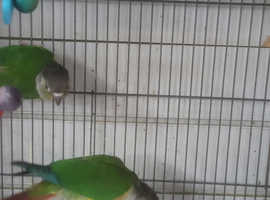 Green cheeked conure's