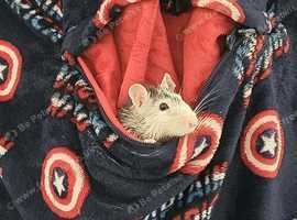 2 young female fancy rats