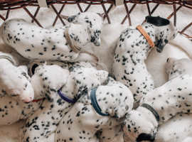 Rainbow dalmatian for store sale