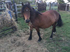 Part Shetland Mare for Permanent Loan In Yorkshire Area ONLY