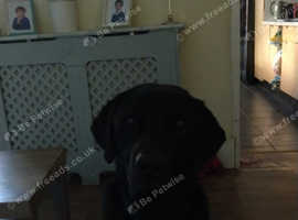Labrador to rehome