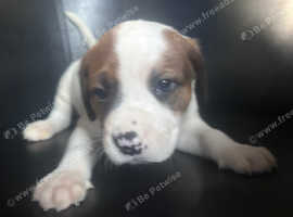 Only 8 American bulldog cross mastiff left