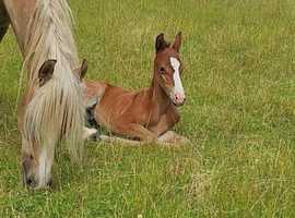 Beautiful PRE fusion Andalusian x arab colt