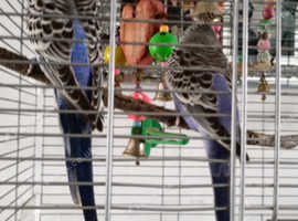 Guinepig and rabbits wanted