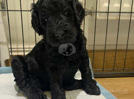 Merle labradoodle for sale best sale near me