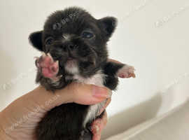 stunning chihuahua puppies