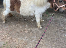 Bay & white Shetland filly