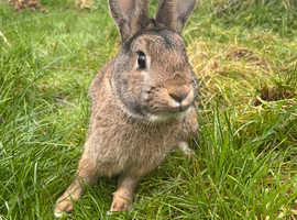 Rabbit for sale