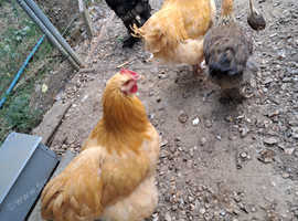Buff orpington