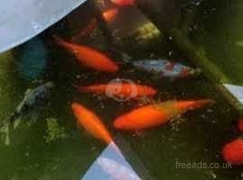 Free Pond goldfish must collect, available immediately!