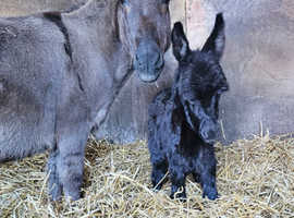 Gorgeous Miniature Donkey Foal