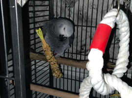 4 year old Congo African grey