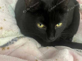 Black cat needs new home