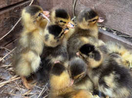 Call ducks