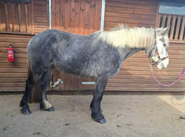 Dales type Steel Grey mare