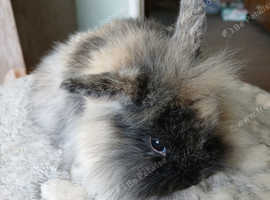Stunning mini lion lop baby rabbits RTR