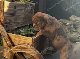 Olde English bulldog puppies