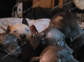 Presa canarios pups 16 weeks.