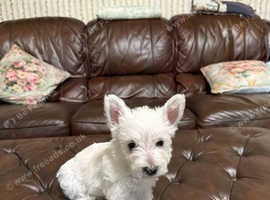 West Highland White Terrier silly pet & companion