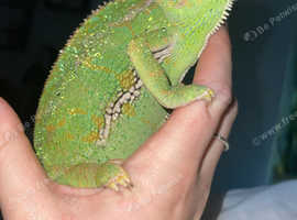 Veiled chameleon With full set up
