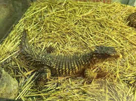Adult Pair of Sungazers for sale