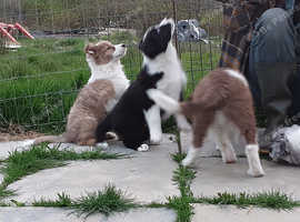 Border Collies for sale in Beaworthy.