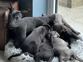 2nd Cross Bedlington Whippet male puppies looking for Forever homes