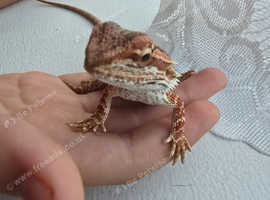 Red bearded dragon with set up