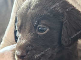 Beautiful puppies