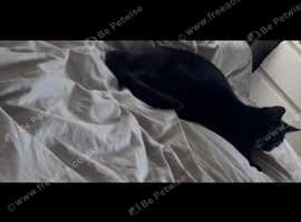 Gorgeous Asian Cat For Sale