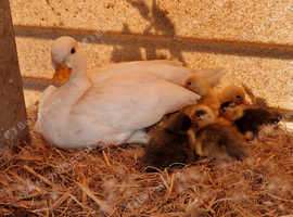 Call Ducklings
