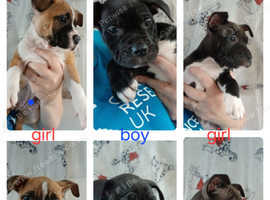 Pocket bullie pups