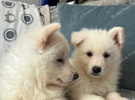 German Shepherd Puppies