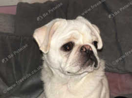 Albino pug hot sale price