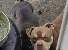 Leo pocket bully akbc