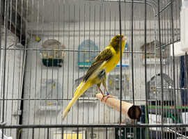 Persian canary