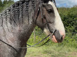Maxi Cob Gelding