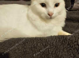 Kitten called Ava