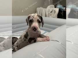 GREAT DANE PUPPIES