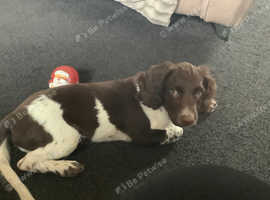 10 month old male springer spaniel
