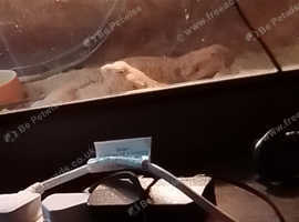 Bearded dragon