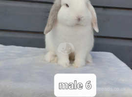 Male mini lop rabbits