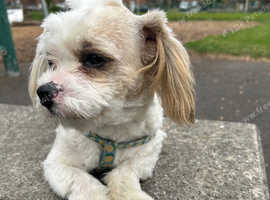 Shih tzus for sale