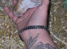 Mixed lionhead/english lop baby rabbits