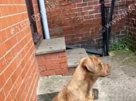 Bondoge mastiff for sale