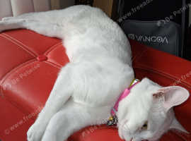 Khao Manee Diamond Eye solid white all over 1 year