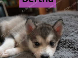 Beautiful Husky Puppies Available