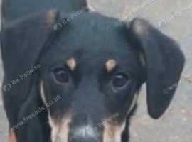 Ted for adoption