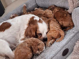 F1 Cavapoo puppies