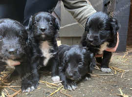 Cocker spaniel cross border collie puppies